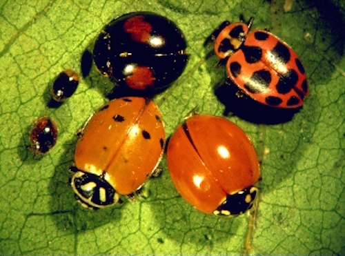 Not all ladybirds look the same. Getty Images