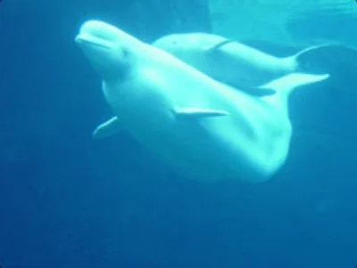 Beluga whale with calf. ©Getty Images