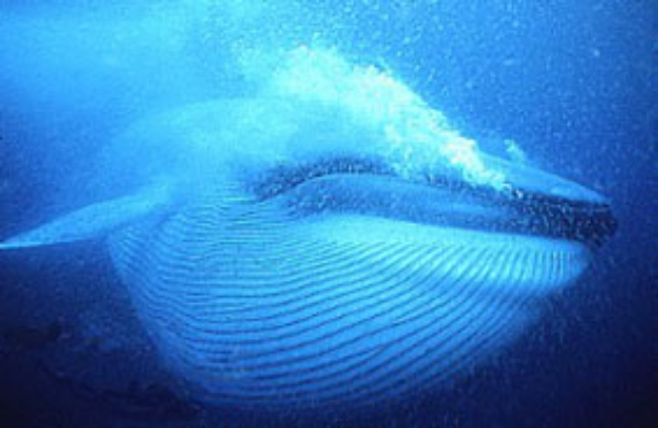 The grooves underneath its mouth expands when the blue whale feeds © Getty Images