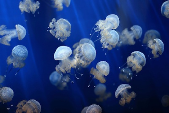 A bloom of jellyfish. ©Getty Images