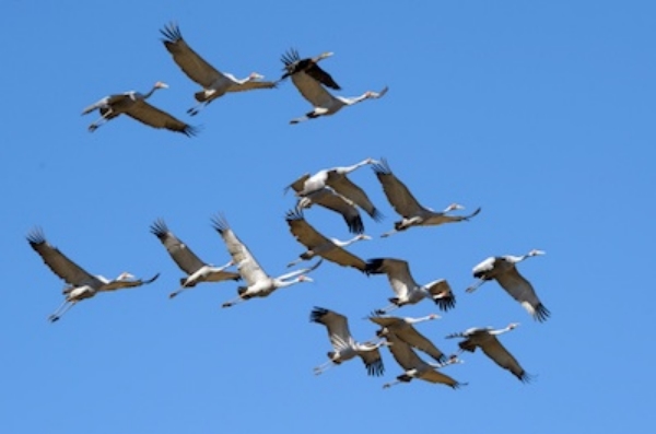 Brolgas in flight © Getty images