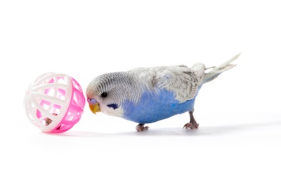 Small toys and mirrors keep pet budgies entertained. Getty Images