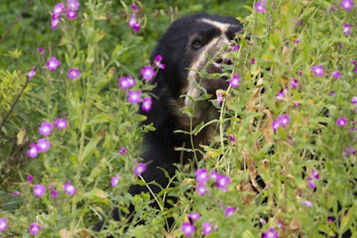 bear_specs_flowers_jup.jpg