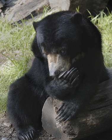 Bears have long claws Getty Images