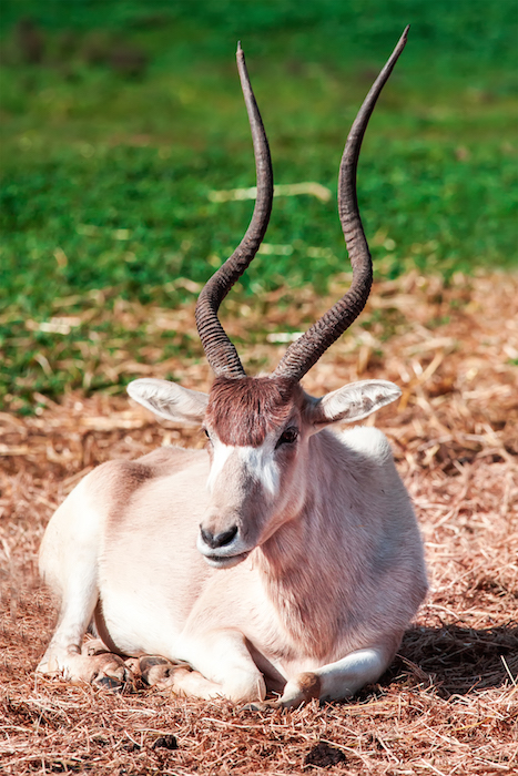 addax_IS.jpg