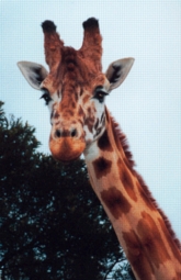 This giraffe has three horns. ©kidcyber