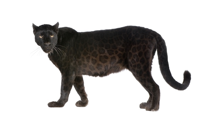Can you see the black spots on the black jaguar? Getty Images