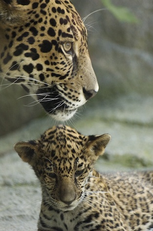 Getty Images