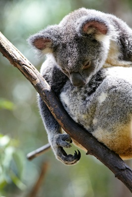Can you see that a koala has two thumbs on its arms? Getty Images