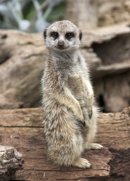 One meerkat keeps a look out for danger. Getty Images