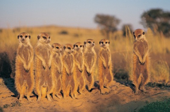 Meerkats stand facing the sun to warm up. Getty Images