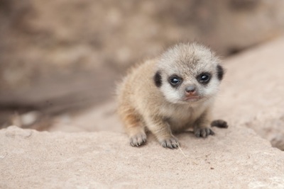 A baby meerkat. Getty Images