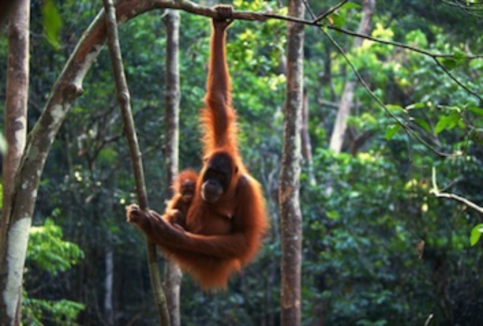 A baby orangutan holding on to its mother's fur. Getty Images