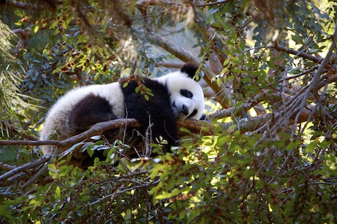 This panda is having a nap in a tree. Getty Images