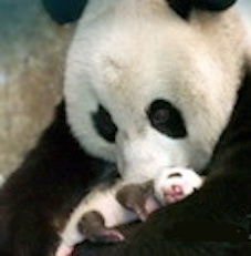 A newborn panda. Getty Images.