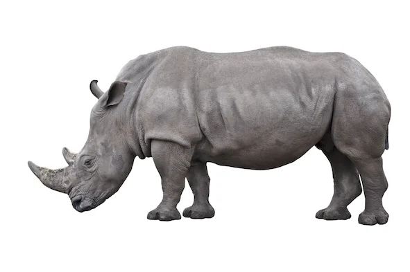rhino_white_jup.jpg