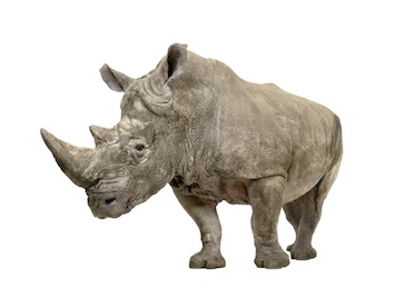 Southern white rhinoceros. Getty Images