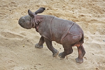Indian rhinoceros calf. Getty Images
