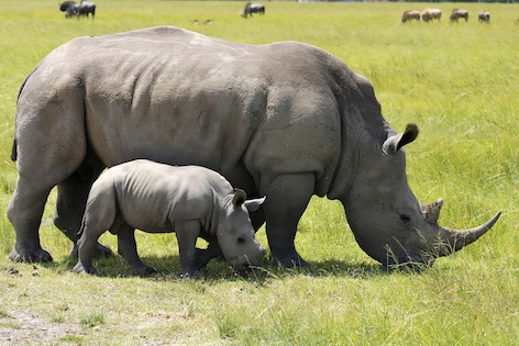 Southern white rhinoceros cow and calf. Image©kidcyber
