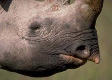 Black rhinoceros. Getty Images