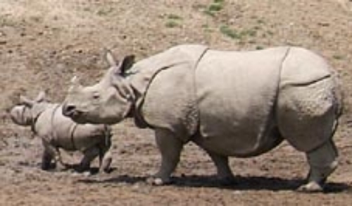 Indian rhinoceros and calf. Getty Images