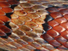 Snake scales. Getty Images