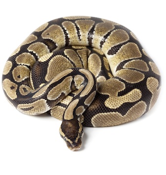 This python squeezes its prey. Getty Images