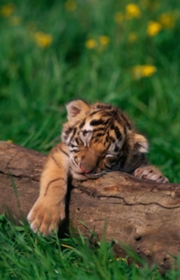 Bengal tiger nap time. Getty Images