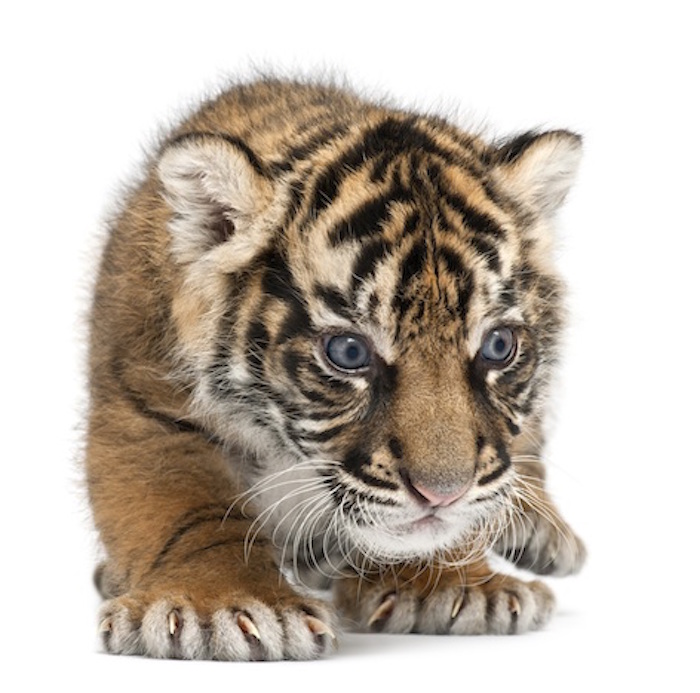 Sumatran tiger cub. Getty Images