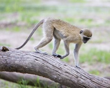 Vervet monkey. Image ©kidcyber