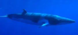 Whale_minke.jpg