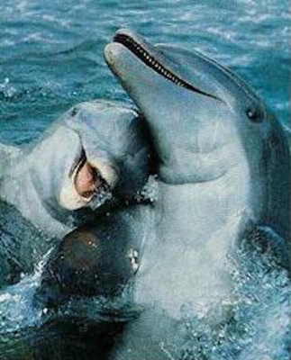 Bottlenose dolphins. Getty Images