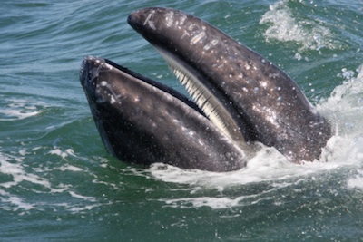 Baleen is like a fringe or brush inside a baleen whale's mouth. Getty Images