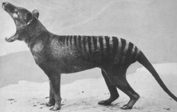 Thylacine. Getty Images
