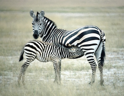 A zebra mare and foal. Getty Images