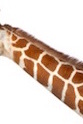 giraffe_reticulated_neck.jpg