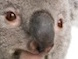 koala_nose.jpg