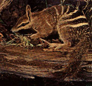 numbat_s.jpg