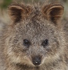 quokkaface.jpg