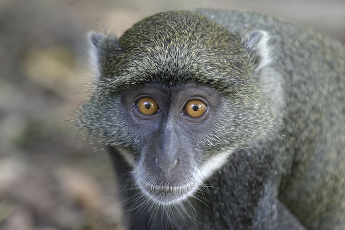 monkeyvervet_face_jup.jpg