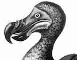 dodo_head.jpg