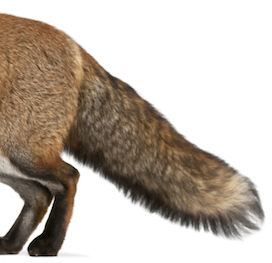 fox_tail.jpg