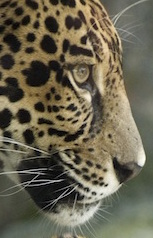 jaguar_profile.jpg
