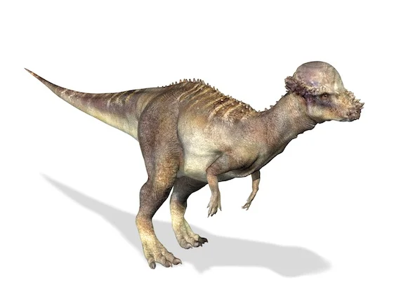 dino_pachycephalosaurus_jup.jpg