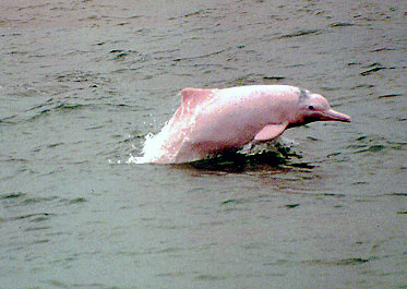 This freshwater dolphin known as the Yangtze river-dolphin may already be extinct. Read about dolphins on kidcyber