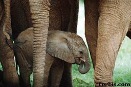 After being almost extinct in China, the population has increased to about 300 after becoming a protected species. Read about elephants on kidcyber