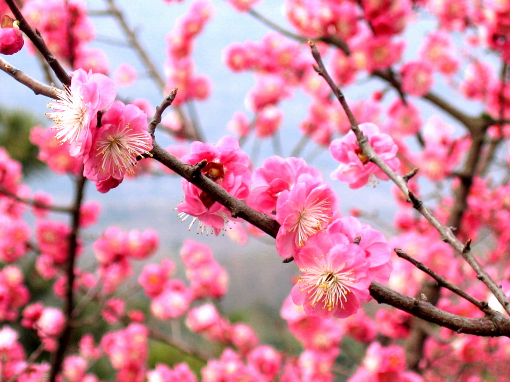 Plum Blossom: The National Flower of China (From Wikimedia Commons, the free media repository)