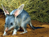 A bilby is also known as a rabbit-eared bandicoot ©iStock