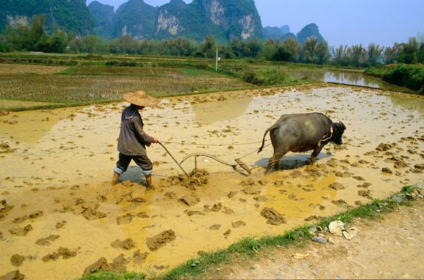 A farmer in China ploughing a paddy field with a buffalo pulling the plough. Photo©iStock