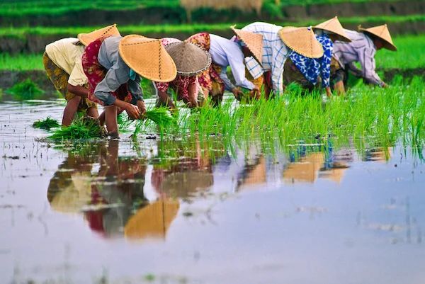 In small Asian farms, the rice seedlings are planted by hand. Photo©iStock